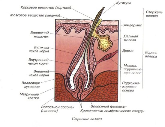 волосяной фолликул схема